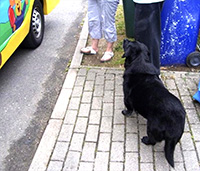 Holly the dog, calmly waits her turn to purchase her ice cream from Mister Nice Cream's ice cream van in UK.