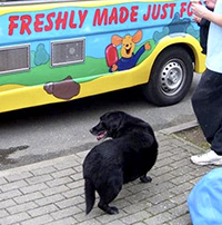 Mister Nice Cream - Ice Cream Man's one of the most loyal customers is Holly, a really friendly dog!